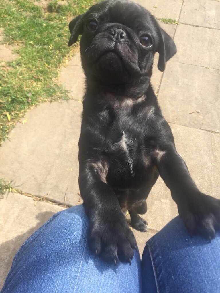 Black glossy male pug in Rubery, West Midlands Gumtree