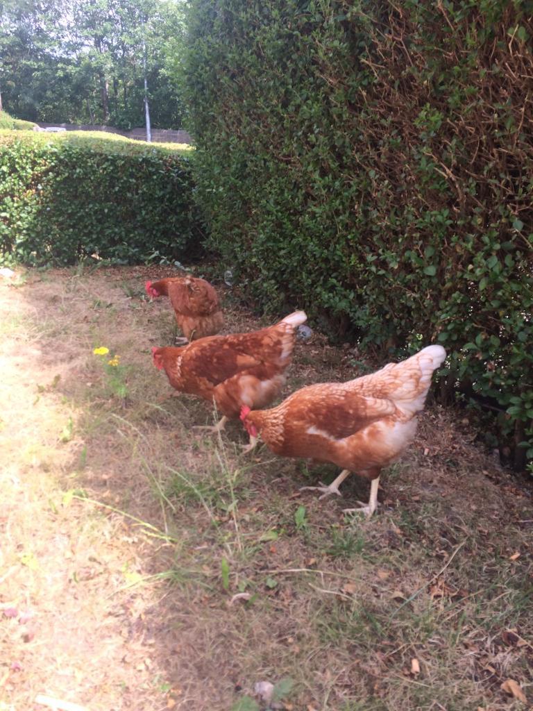 Warren chickens for sale in Bramley, West Yorkshire Gumtree
