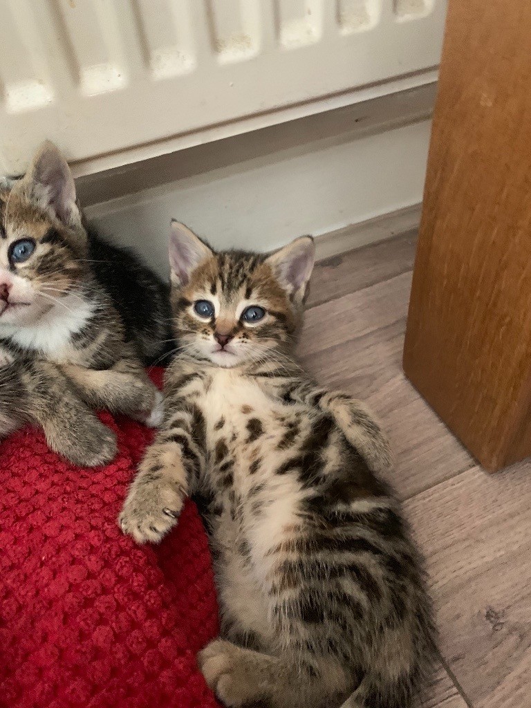 Tabby Kittens for sale in Grays, Essex Gumtree