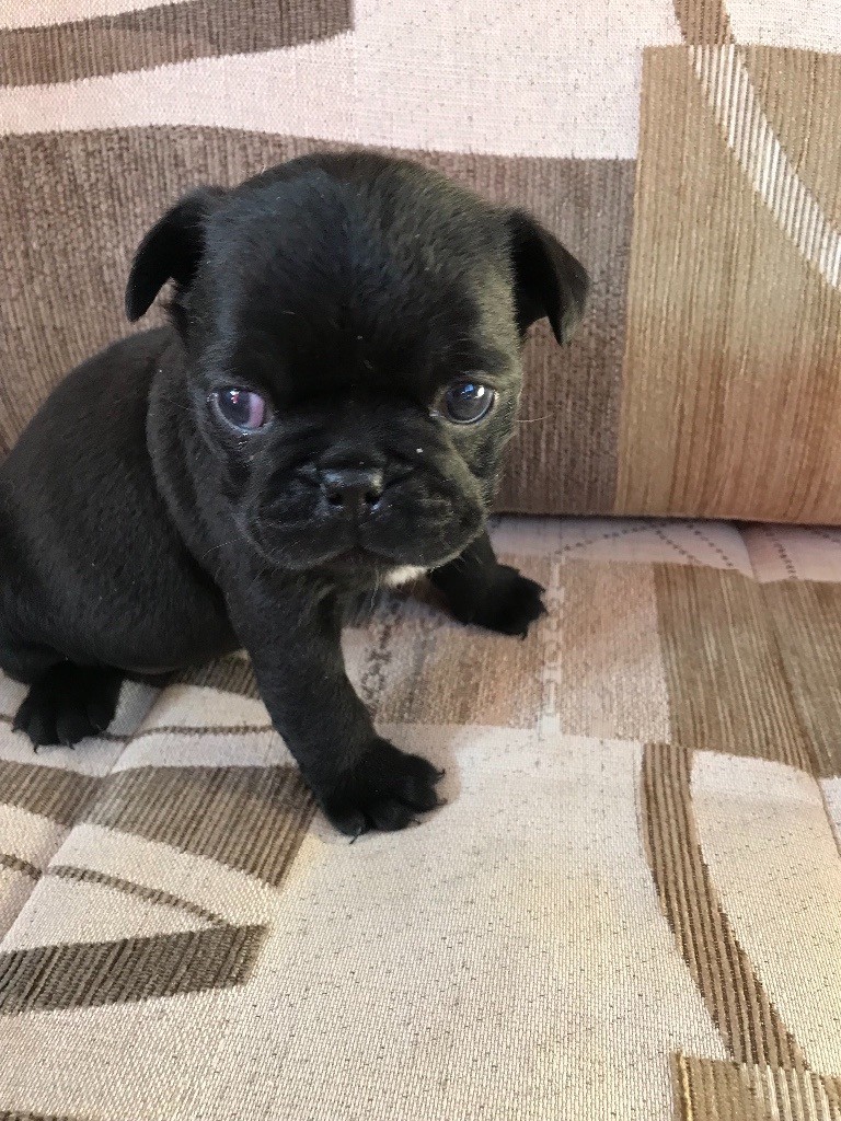 French bulldog x pug puppies in Norwich, Norfolk Gumtree