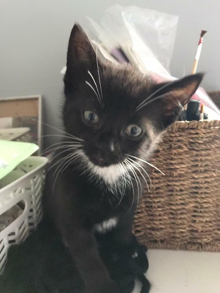 Kitten for sale in Holyrood, Edinburgh Gumtree