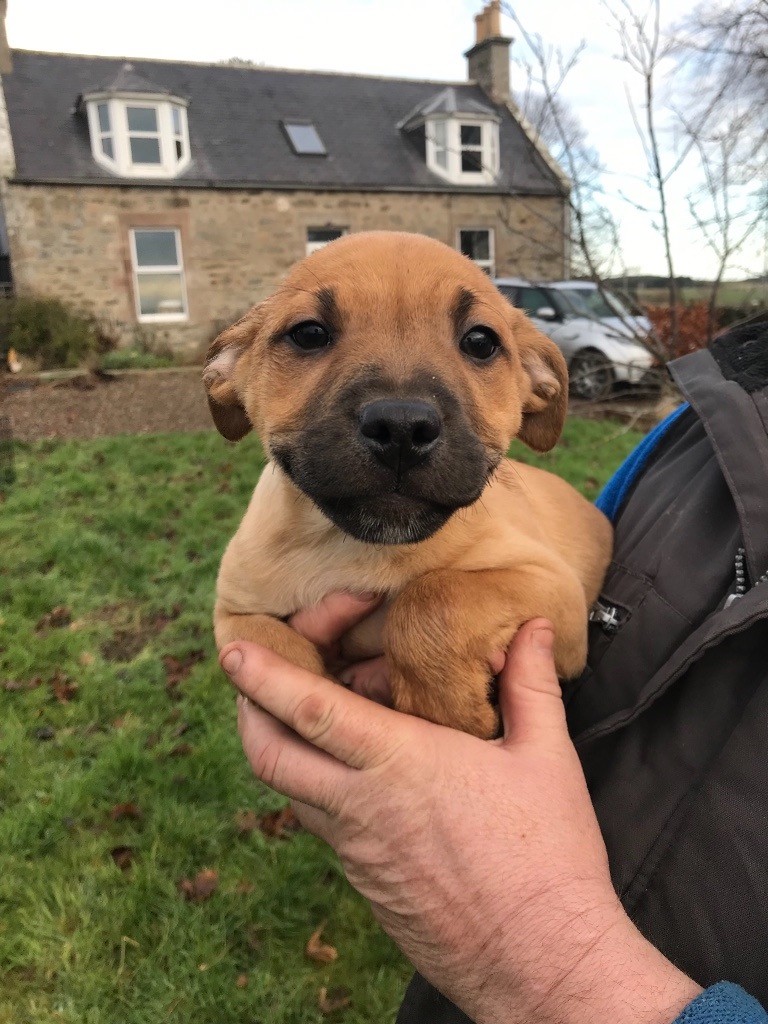 6 Bull Retrievers for sale (staffy x golden retriever ) in Keith, Moray Gumtree
