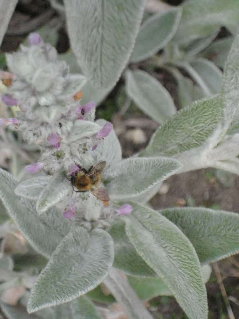 LAMBS TONGUE POTTED UP PLANTS in Cambridge, Cambridgeshire Gumtree
