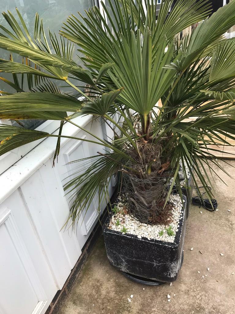 Trachycarpus Wagnerianus Palm | in Leicester, Leicestershire | Gumtree