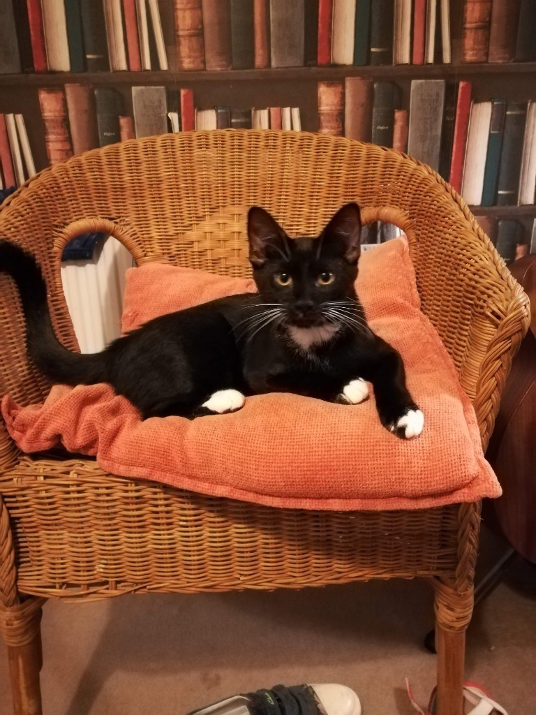 5 month old black and white (female) kitten for sale in Bournemouth