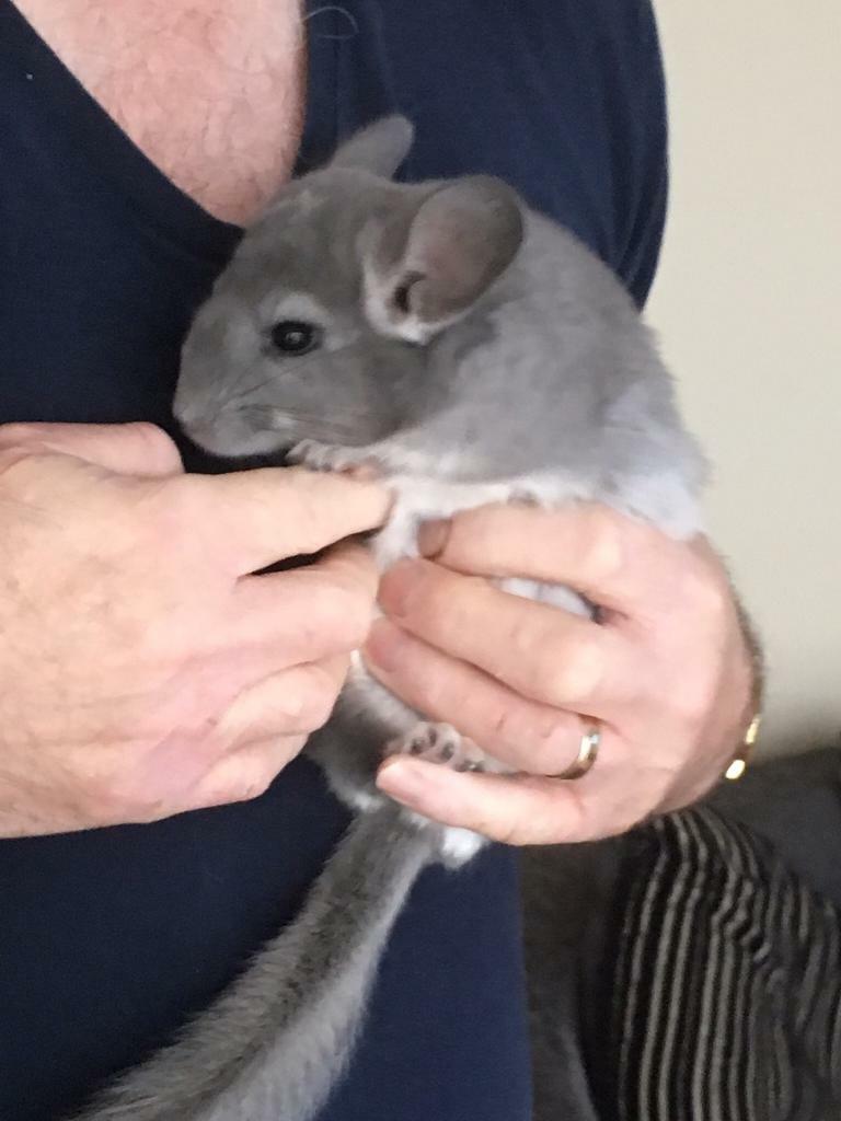 Baby Chinchillas in Long Stratton, Norfolk Gumtree