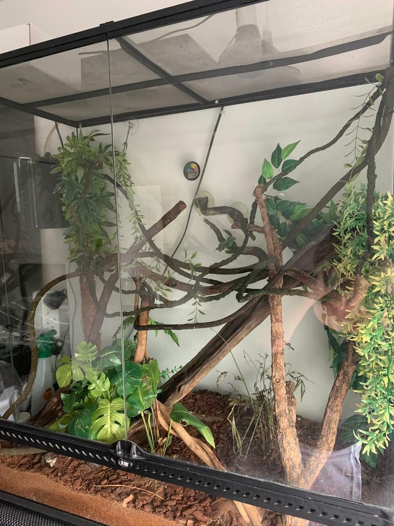 Large chameleon/ reptile tank | in Rawmarsh, South Yorkshire | Gumtree