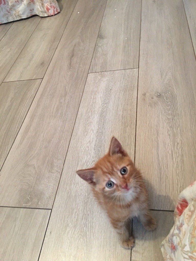 Male ginger Kitten 8 weeks in Morden, London Gumtree
