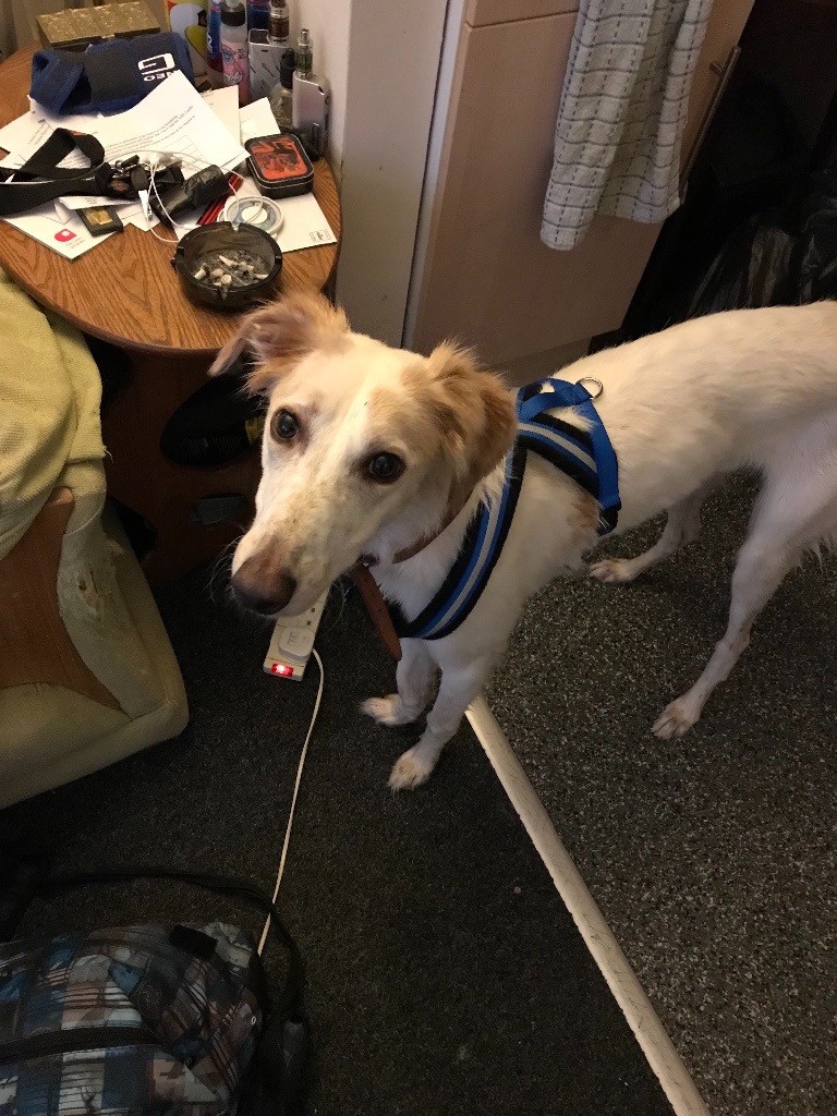 Lurcher X saluki needing new home in Southampton, Hampshire Gumtree