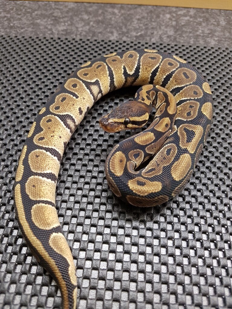 2 X FEMALE CLASSIC ROYAL PYTHONS in Kingswood, East Yorkshire Gumtree