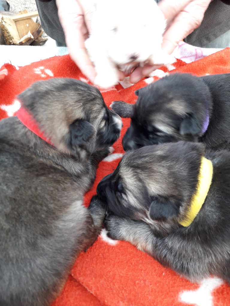 Gorgeous German Shepherds X Belgian Shepherds 2 Weeks Old