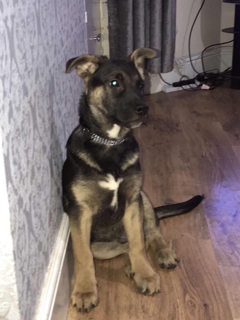 German Shepherd X Belgian Shepherd Puppy for Sale | in Belgium