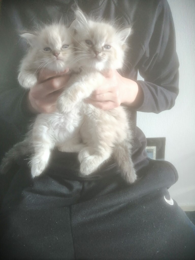 Full 9 Week Old Ragdoll Kittens Ready To Go To There Loving New