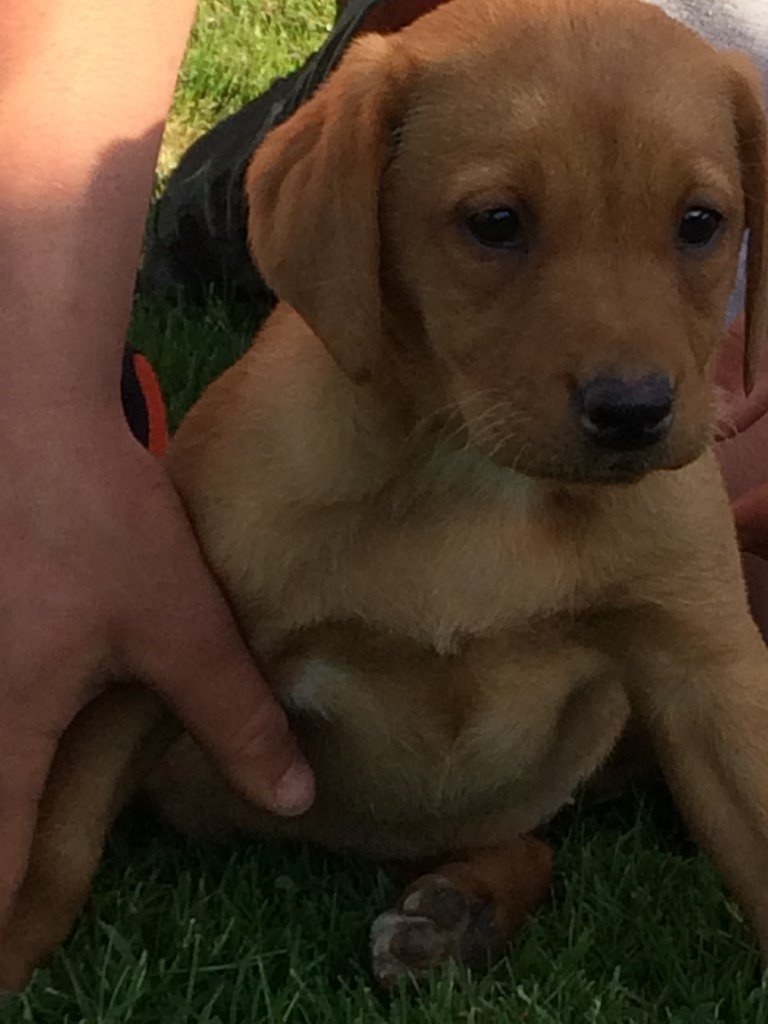 Labrador puppies for sale. Fox red/yellow in Kirkby Stephen, Cumbria