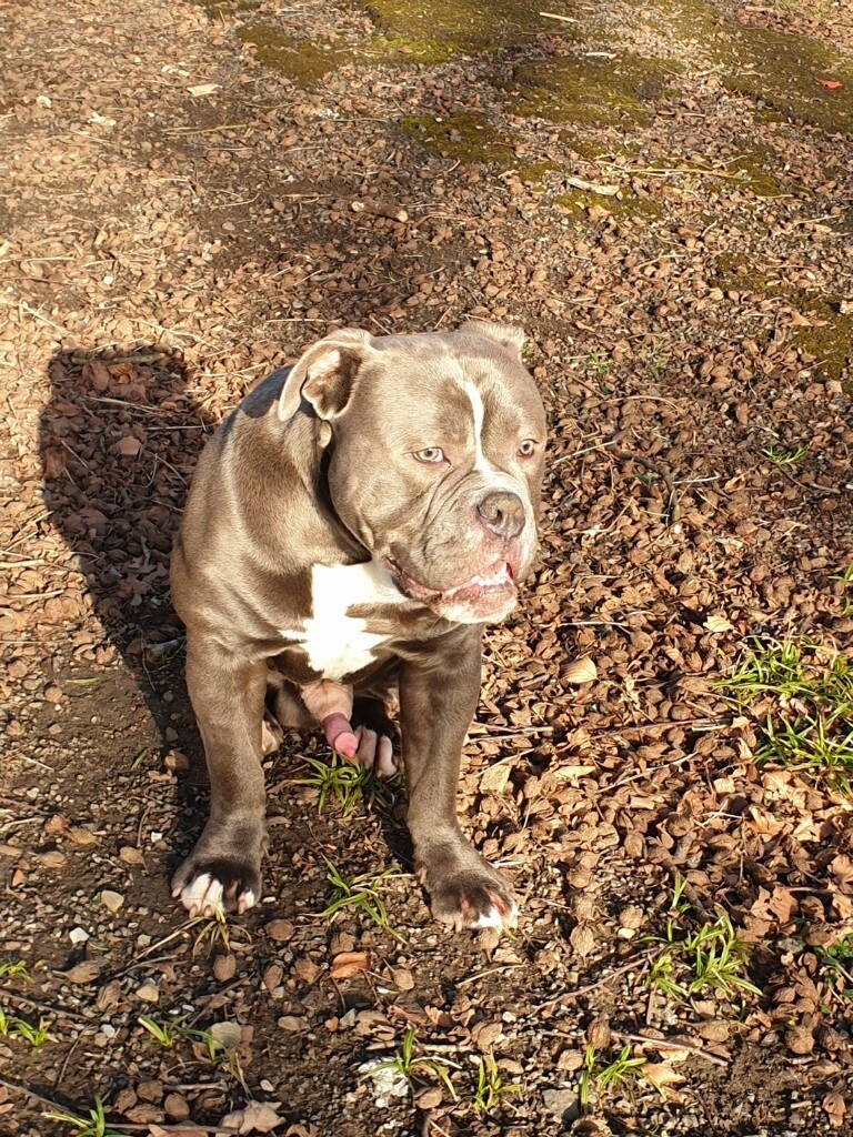 Old tyme english bulldog, Reggie is looking for his new home in