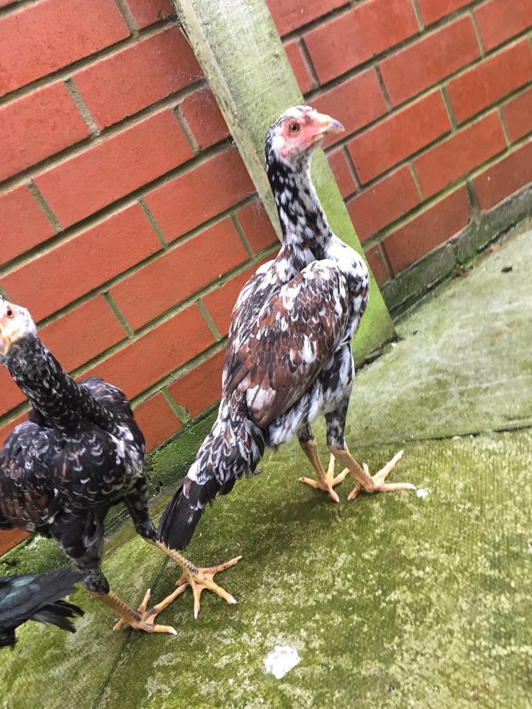 Chickens for sale in Shaw, Manchester Gumtree