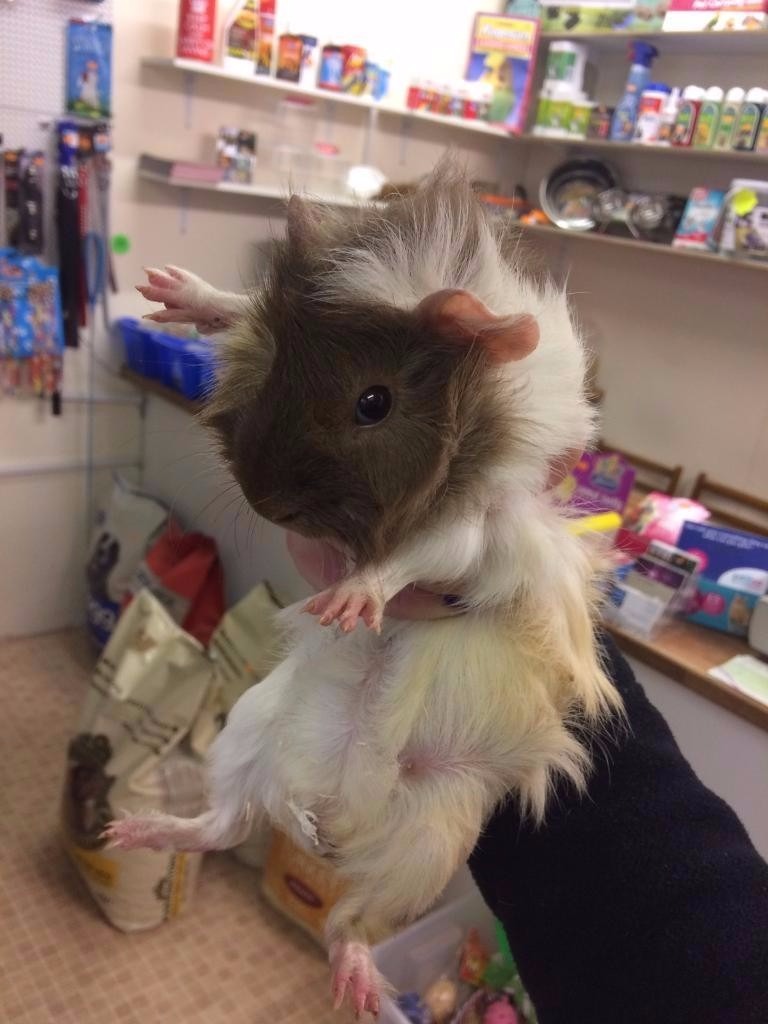 various stunning young playful guinea pigs in Ryton, Tyne and Wear