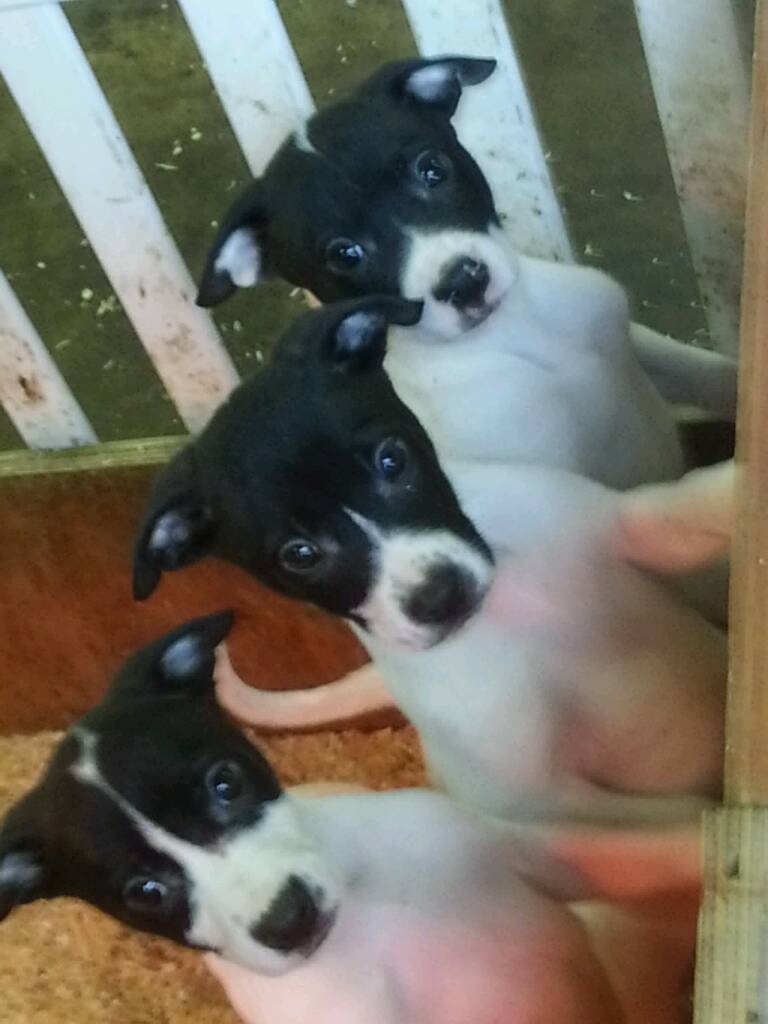 American bulldog cross lurcher puppies in Crumlin, County Antrim Gumtree