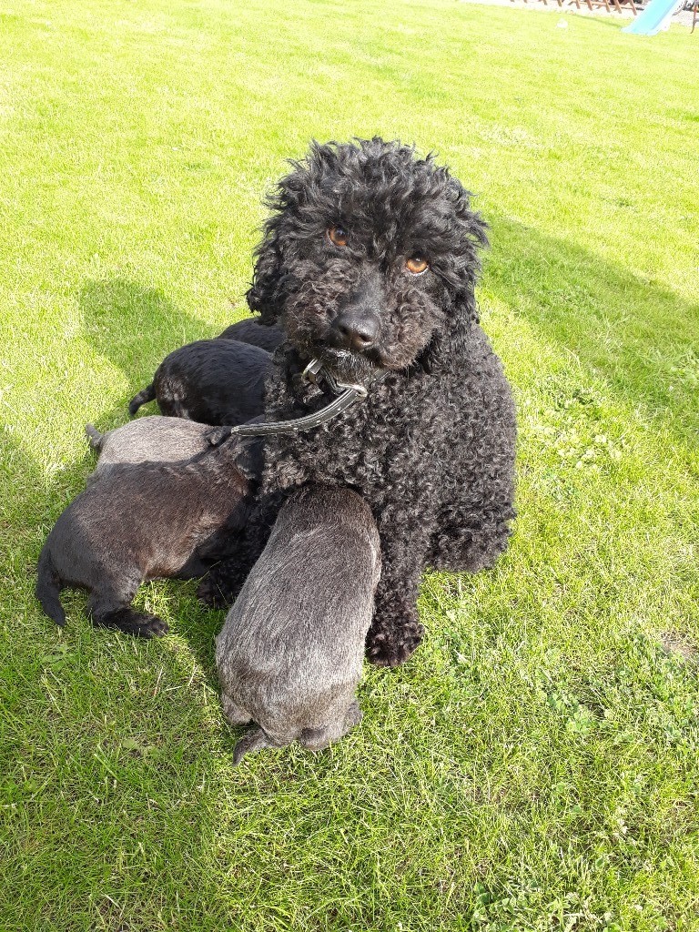 Miniature poodle x bedlington pups in Norwich, Norfolk Gumtree