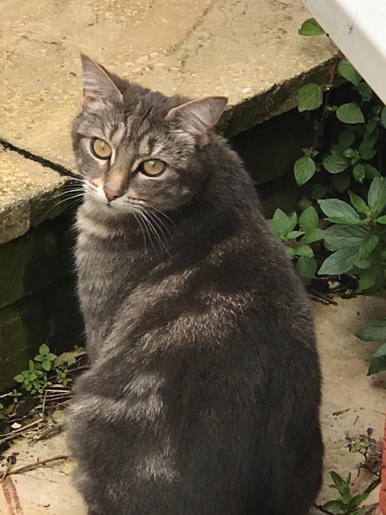 Cat in Portland, Dorset Gumtree