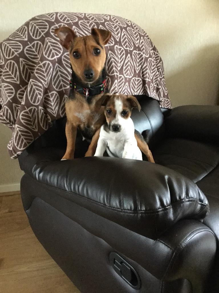 Jack Russel girl puppy 9 weeks old in Drighlington, West Yorkshire