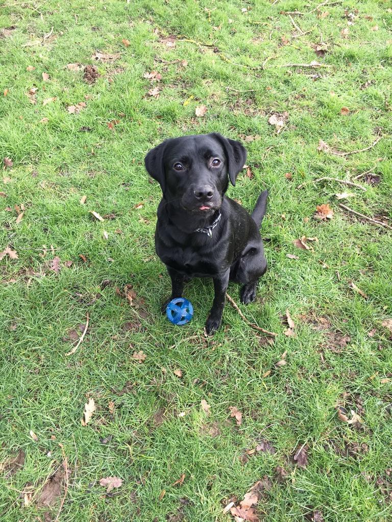 Black Labrador for sale. in Meopham, Kent Gumtree
