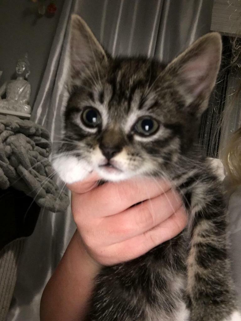 Maine coon cross kittens | in Dunmow, Essex | Gumtree