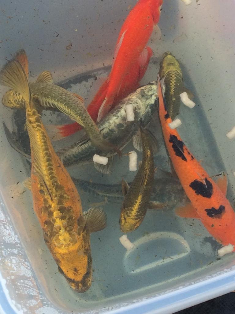 Garden pond fish for sale in Low Moor, West Yorkshire Gumtree