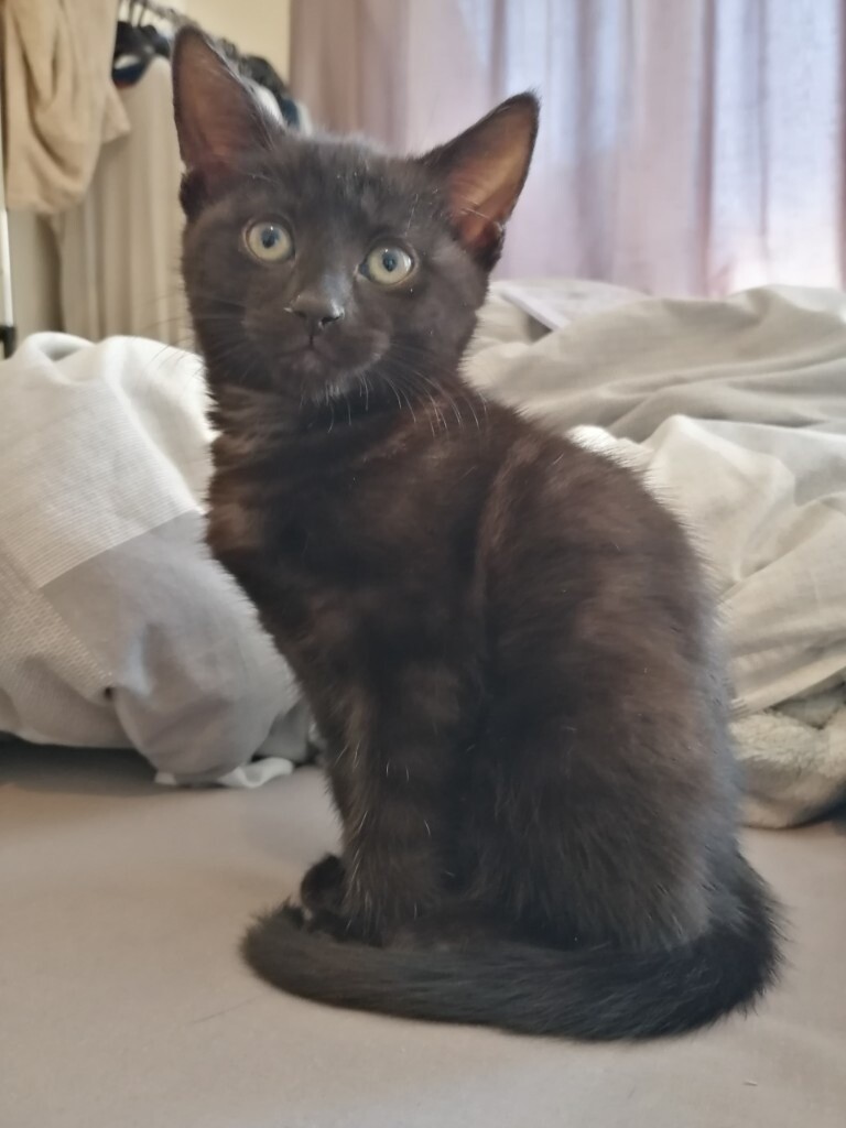 Beautiful female kitten for sale in Harrow, London Gumtree