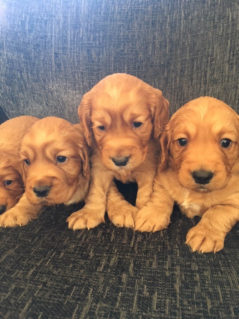 Red Cocker Spaniel Pups, DNA Health Tested in Chapelhall, North