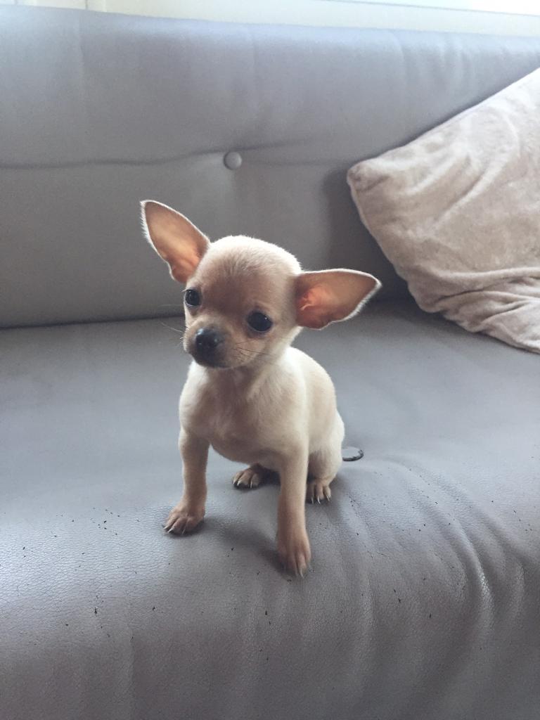 Chihuahua teacup puppies in Gloucestershire Gumtree