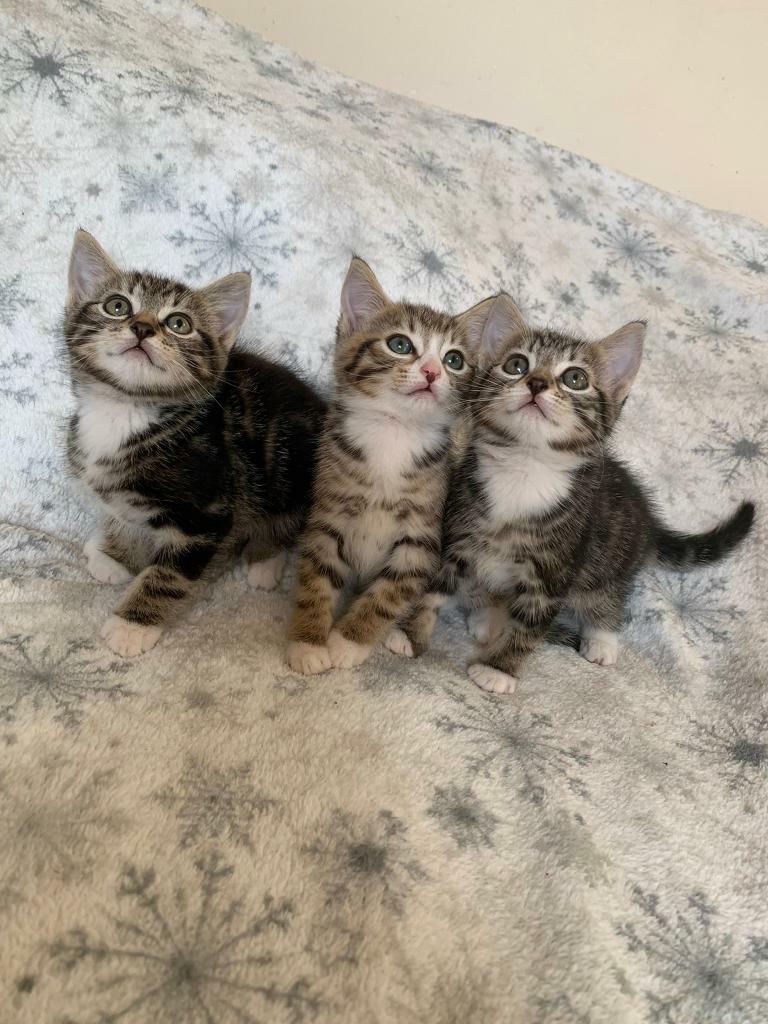 Adorable Kittens Looking for Loving Homes in Watford, Hertfordshire