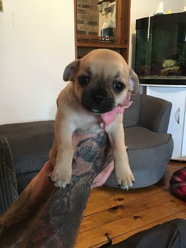 Mixed breed puppies for sale in Clayton, West Yorkshire Gumtree