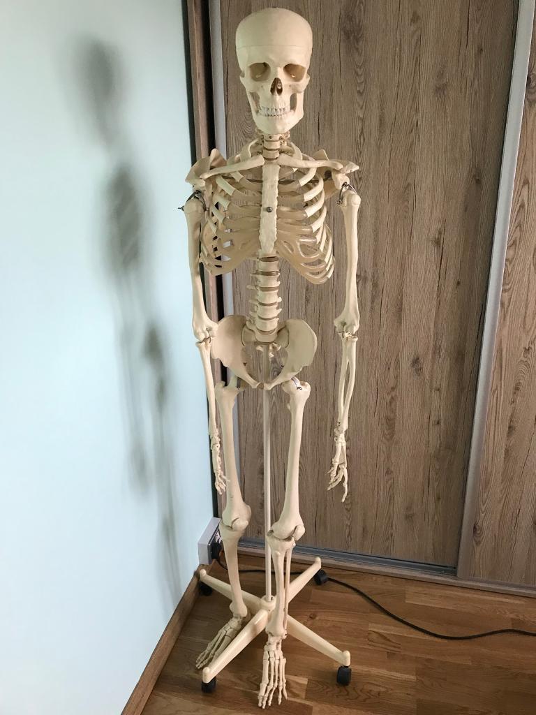 Anatomical model life sized human skeleton in Ely, Cardiff Gumtree