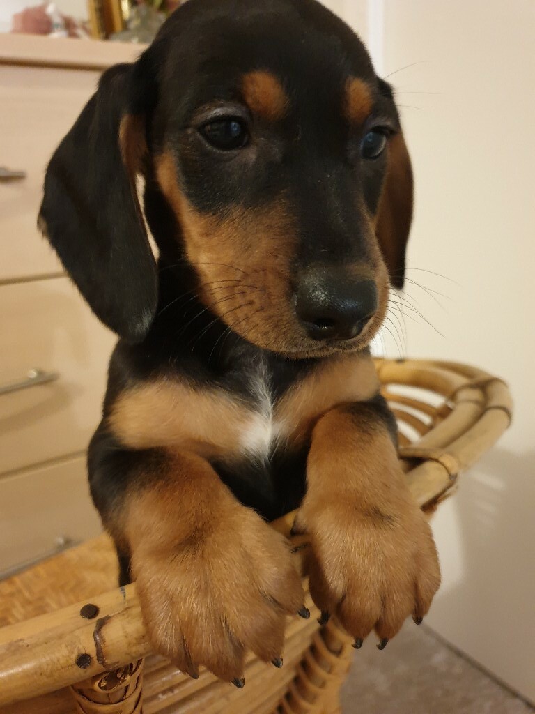 Dachshund Puppys Miniature Smooth Haired In Linwood
