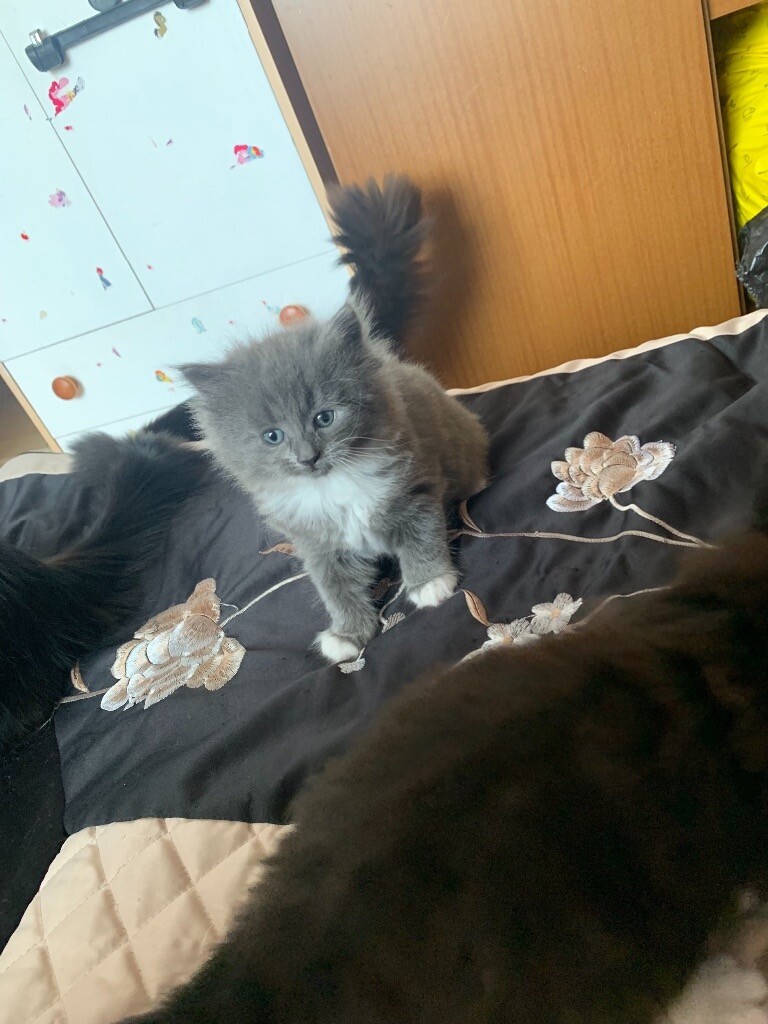 Long Haired Kittens Blue Tuxedo And Black Tuxedo Both Females In