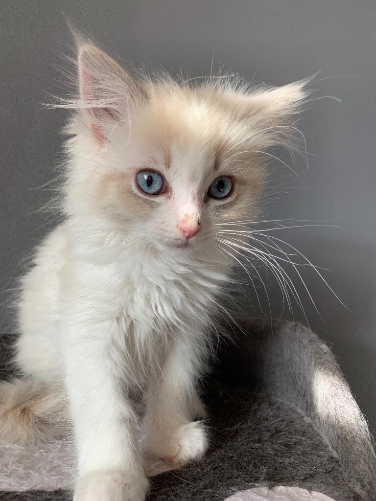Ragdoll Tiffanie X kittens in Troon, South Ayrshire Gumtree