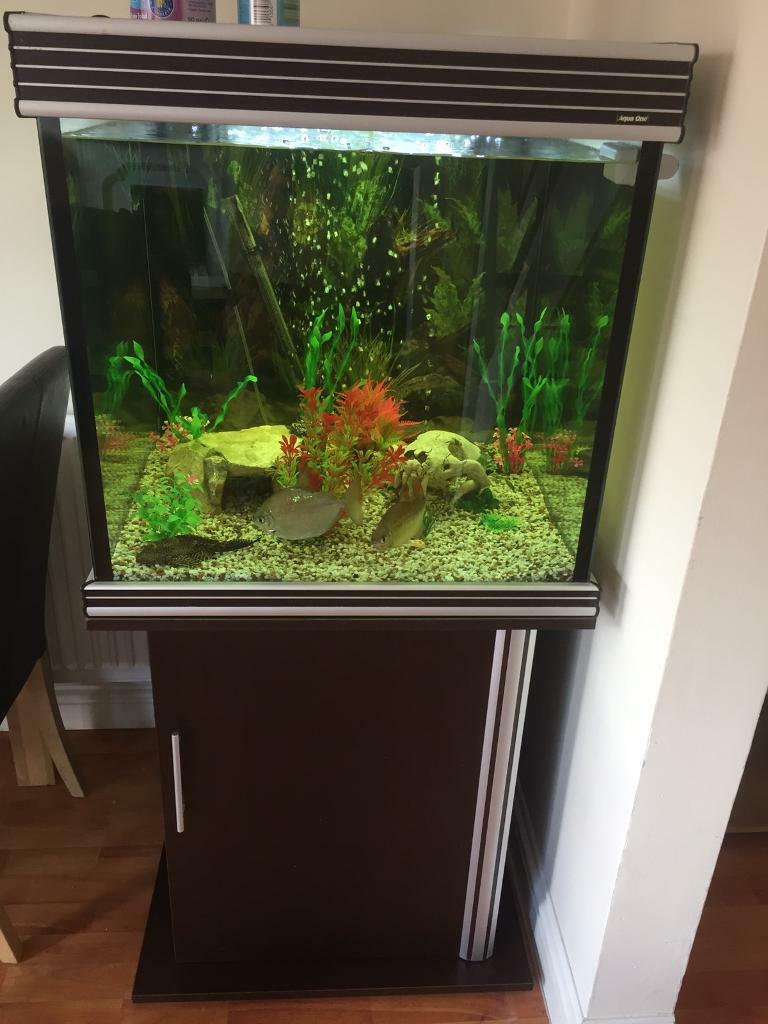 Tropical fish tank and fish 220L in Red Lodge, Suffolk Gumtree