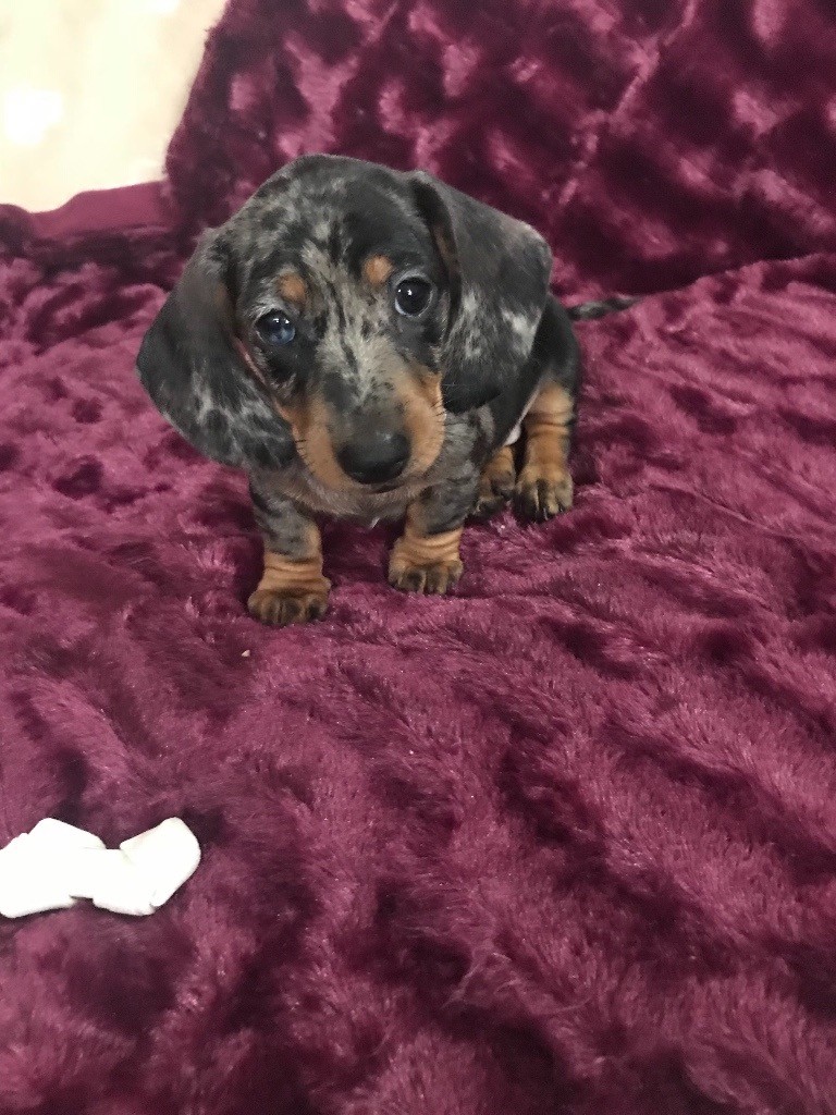 Dachshund miniature silver dapple puppies in Rochdale, Manchester