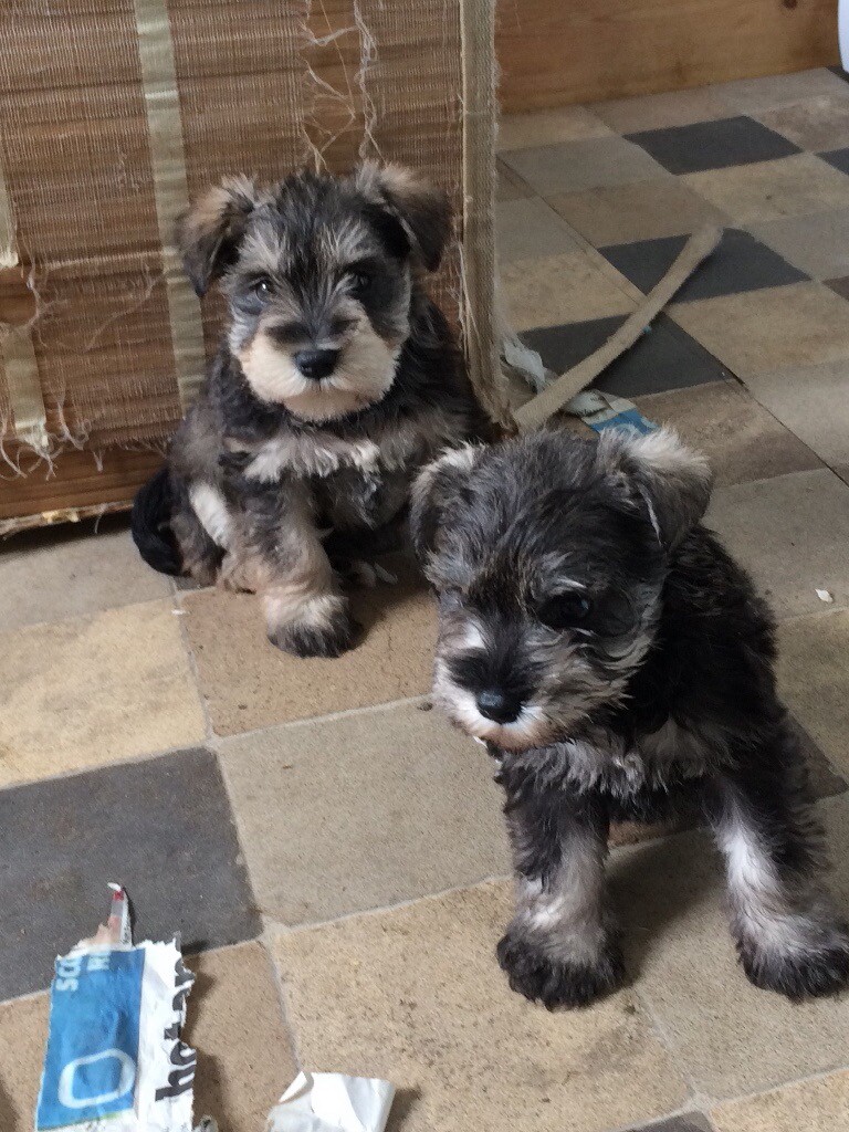 Miniature Schnauzer Pups for sale in Blairgowrie, Perth and Kinross
