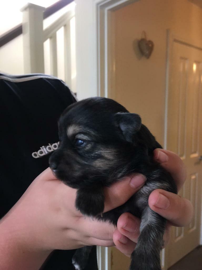 Jackawawa Puppies For Sale 3 Girls 2 Boys In Oswestry Shropshire