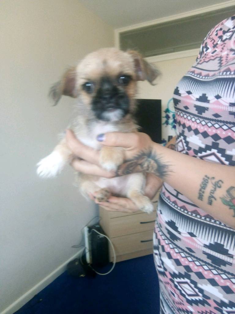 Long haird chug puppy in Kings Norton, West Midlands Gumtree