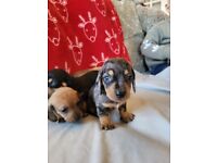 Miniature dachshunds 