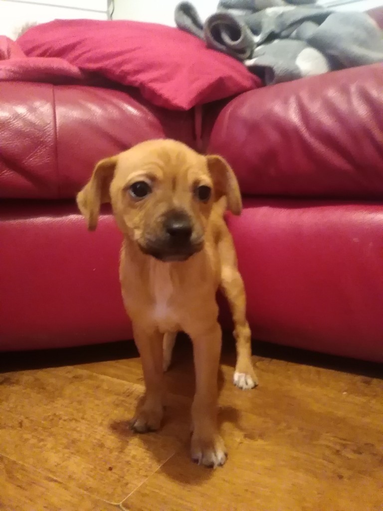 dachshund x chihuahua in Doncaster, South Yorkshire Gumtree