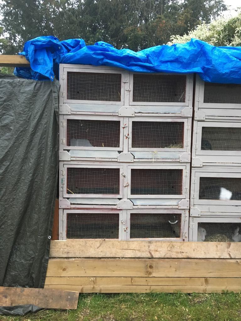 4 tier rabbit cage in Shepton Mallet, Somerset Gumtree