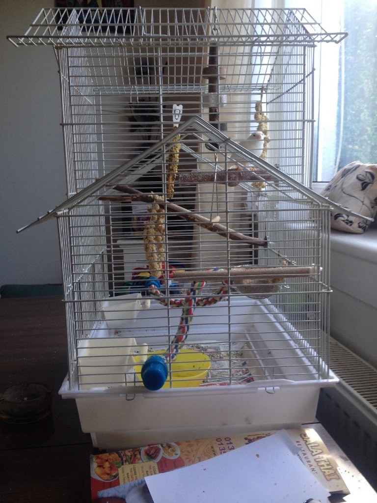 Bird cage & accessories in East Kilbride, Glasgow Gumtree