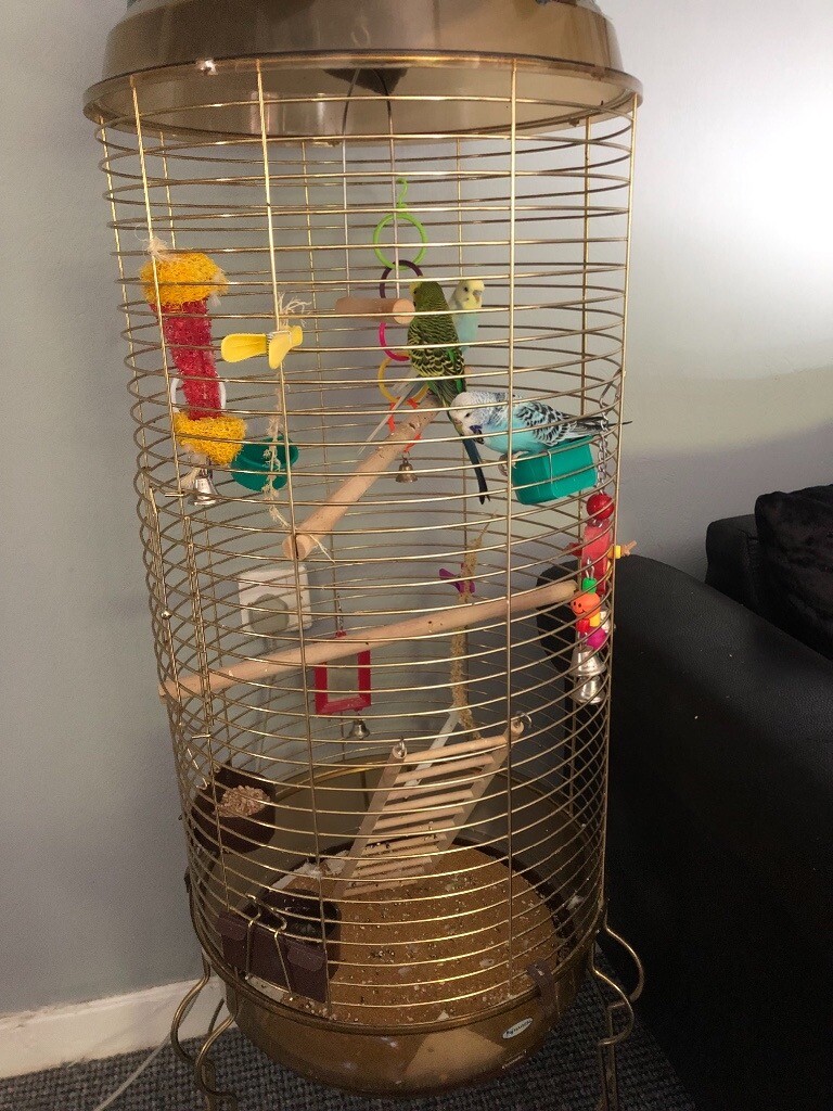 3 budgies and large cage in Springburn, Glasgow Gumtree