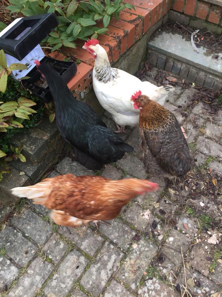 Egg laying hens for sale in Luton, Bedfordshire Gumtree