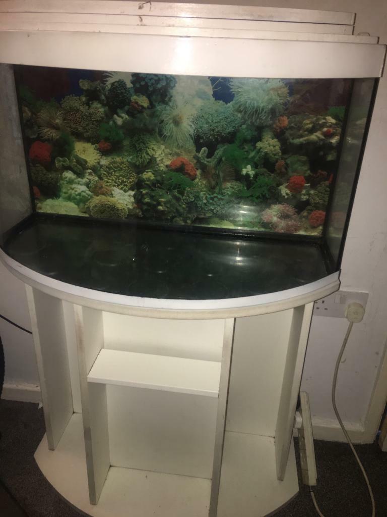 160 litre tropical fish tank in WathuponDearne, South Yorkshire