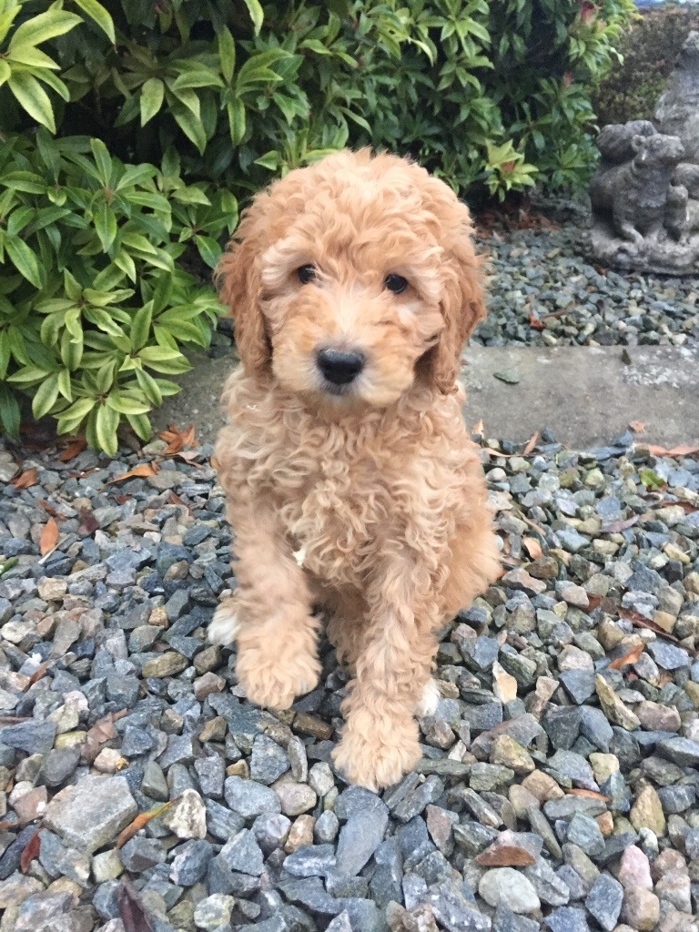 Apricot cockapoo puppies in Kirkcaldy, Fife Gumtree